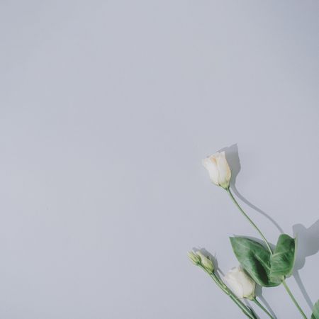 Tulip on gray background