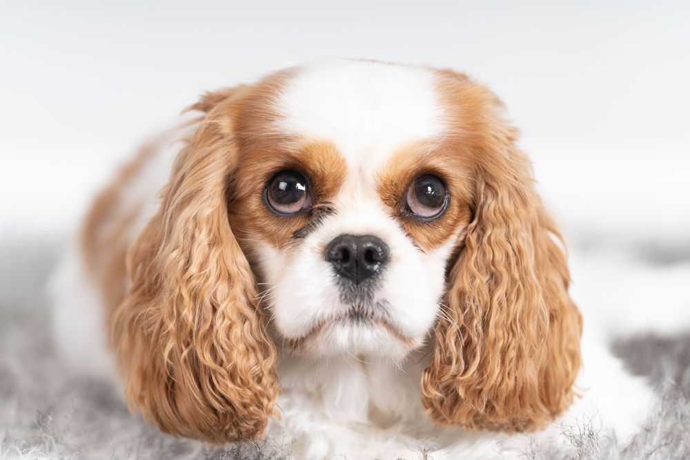 Cute cocker spaniel looking guilty 