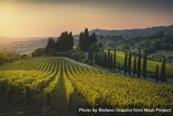 Maremma landscape. Vineyards at sunset and Casale Marittimo in the background.Tuscany, Italy 4BadMX