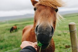 Hand feeding horse on overcast day