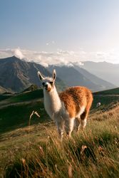 brown llama grazing on grass in mountains