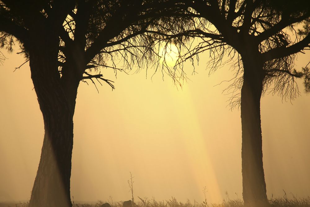 Defocused trees in sunset valley