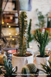 Cacti in ceramic pots in flower shop bD8Npb