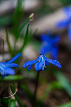 Beautiful Scilla siberica flowers in wild nature