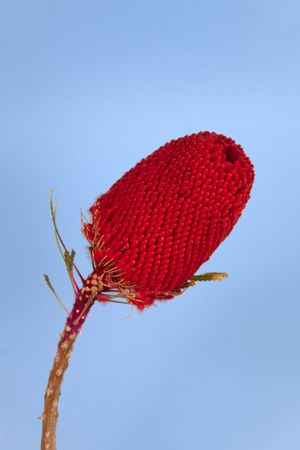 Banksia red australian flower evergreen shrub