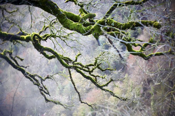 Green branches covered with moss