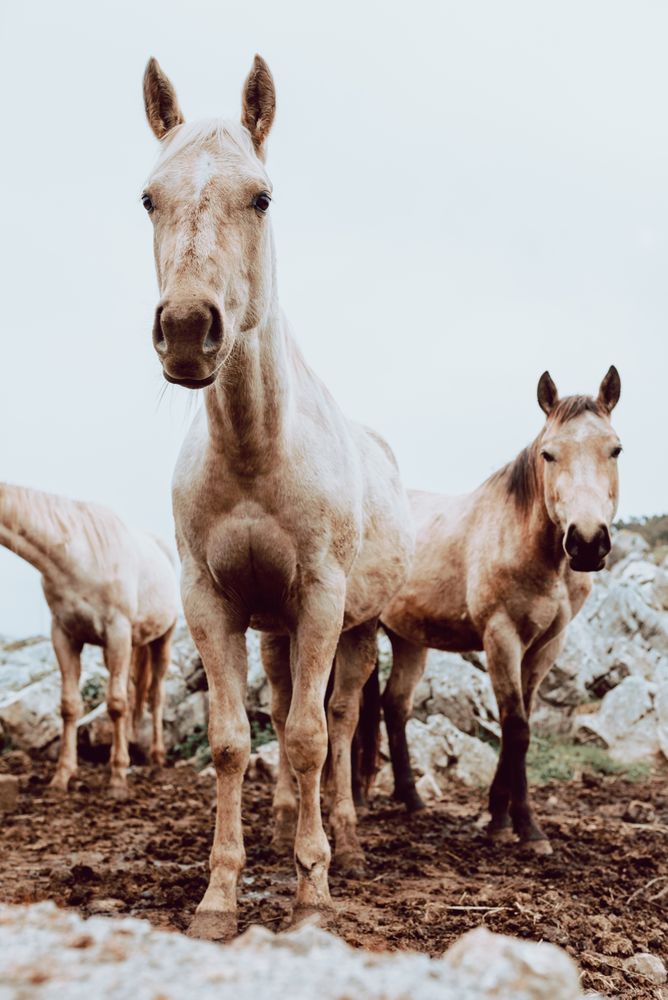 Horses pasturing on meadow