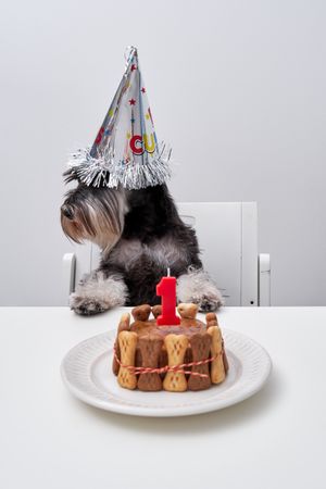 Cute purebred dog with cake sitting and waiting for celebration