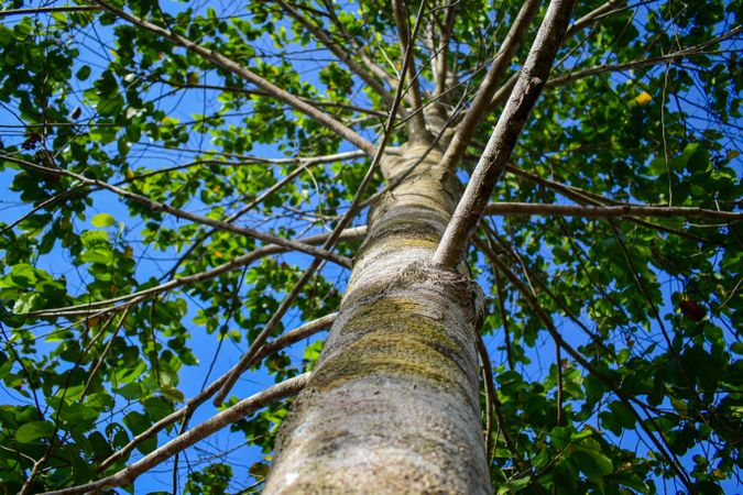 close up of high tree over blue bright sky background
