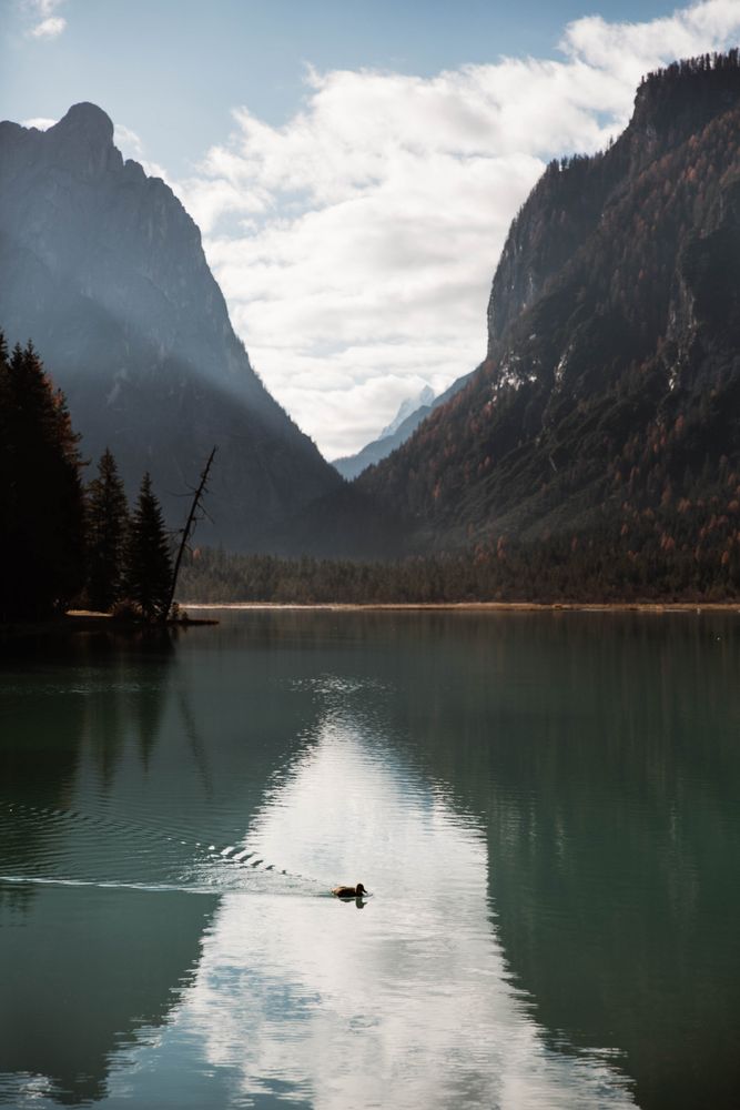 duck on lake in mountains