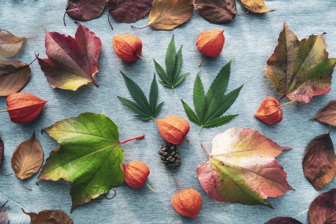 Seasonal autumn spread of physalis fruit, leaves and marijuana leaves