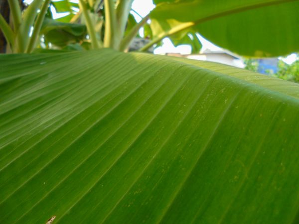 banana leafs