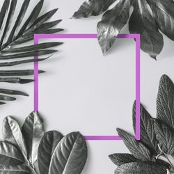 Green leaves on light background with purple frame