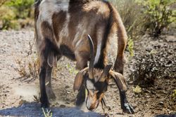Domestic animal grazing on deserted land