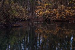 Yellow and red trees and leaves surrounding a pond in a forest