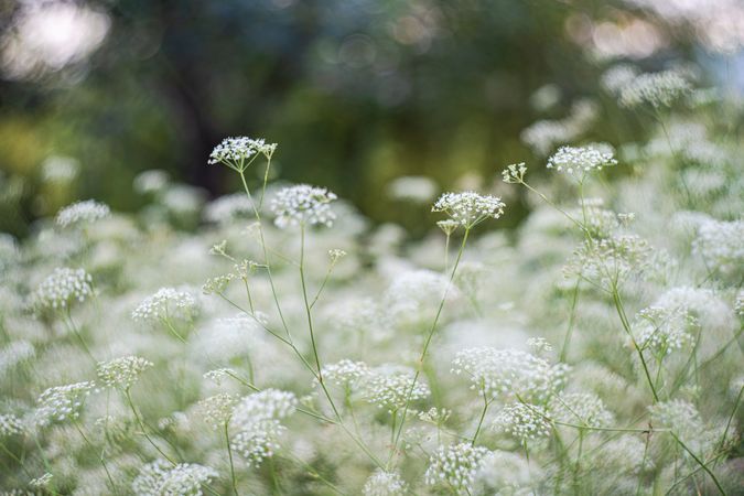 Flowering Gypsophila paniculata or panicled baby's-breath flowers