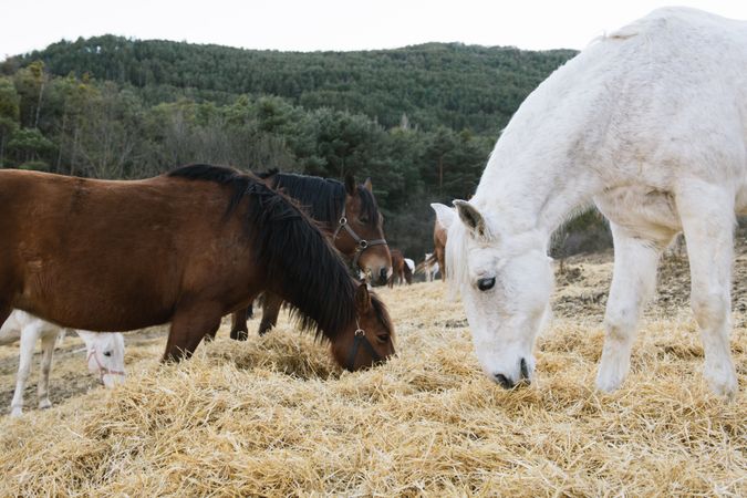 Horses grazing in dry field