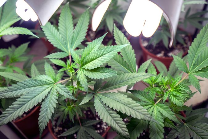Cannabis leaves under indoor light