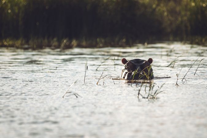 Hippo swimming in pond