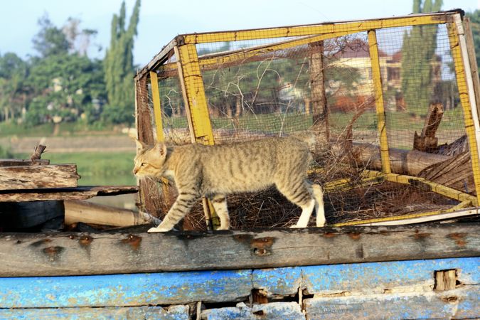 Cat walking on edge of boat with rubble in junk yard