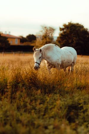 Horse grazing in meadow near tree