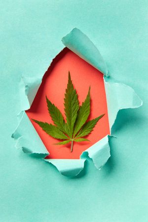 Cannabis leaf framed in torn blue and red paper