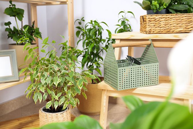 Cozy hobby - growing indoor plants at home