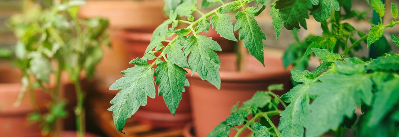 Tomato plant leaves growing on ceramic pots on a vegetable garden in balcony
