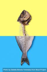 Raw fish and fish skeleton photomontage 48qOqb