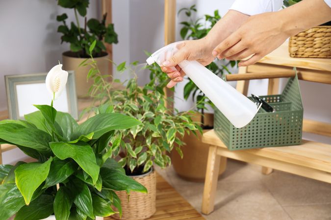 Cozy hobby - growing indoor plants at home