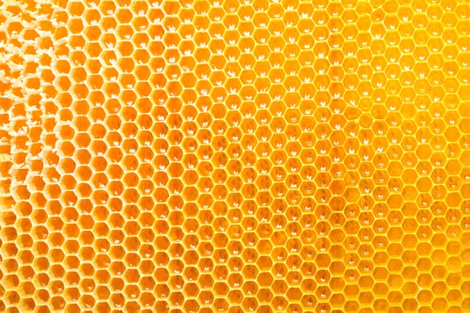 Honeycombs with sweet golden honey on whole background, close up