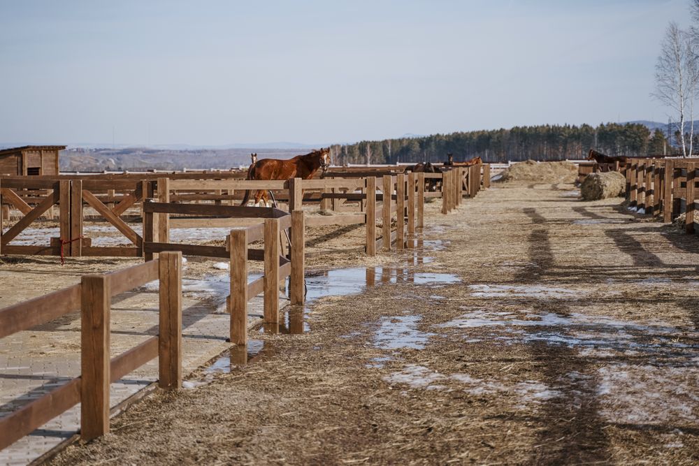 Brown horse in snaffle behind wooden fence