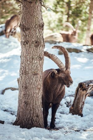 Wild goats pasturing near tree between snow