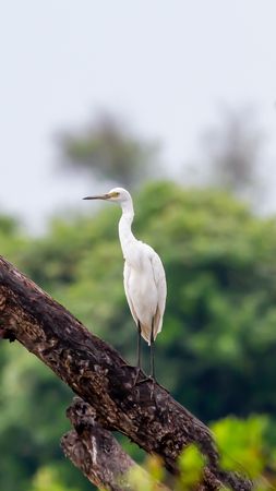 Egret
