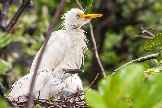 Cattle egret on nest with offspring