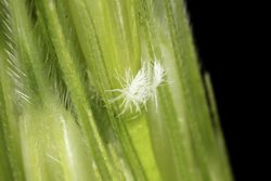Macro photograph of wild rice