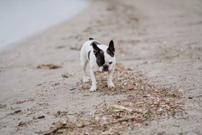 Dog standing on beach near sea