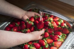 Sink overflowing with strawberries being washed