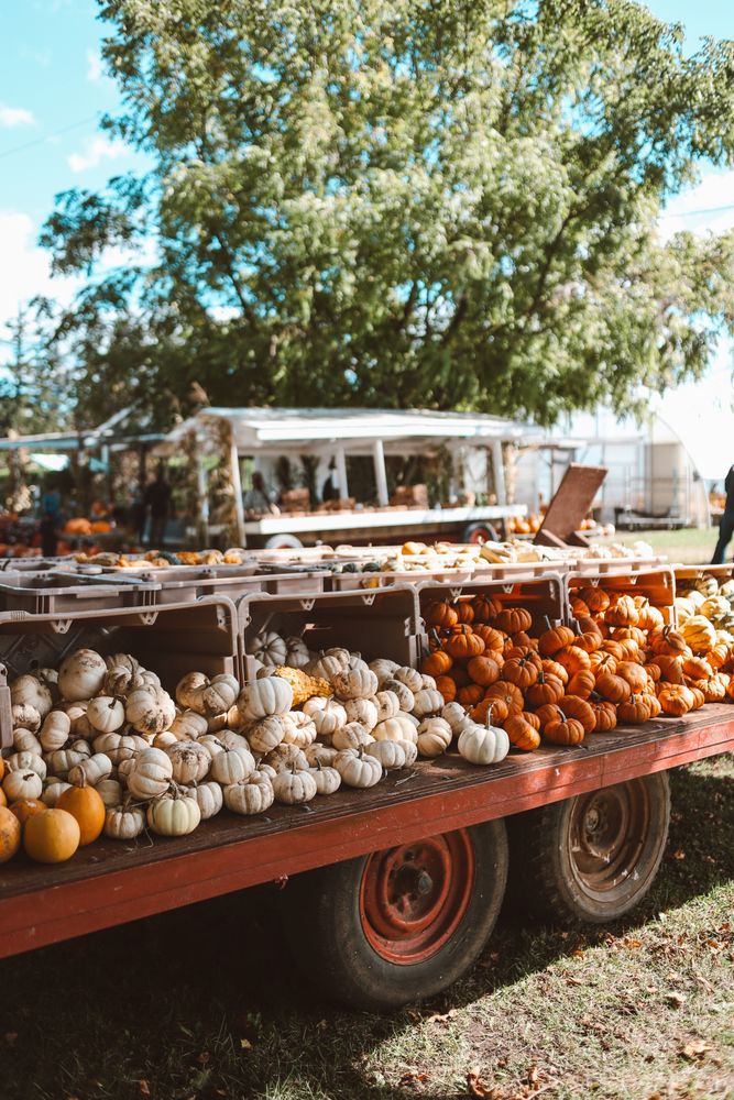 Crate of variation of Halloween pumpkins on display