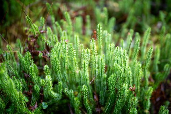 Macro Close-up of Vibrant Green Succulent Moss