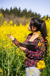 Agricultural technical engineer inspecting a rapeseed agricultural field