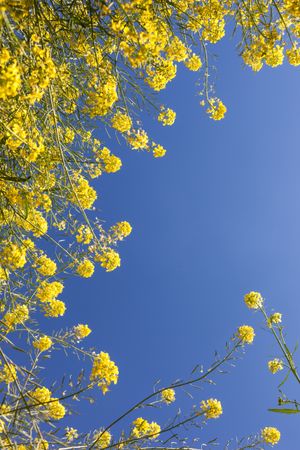 Yellow flowers under blue sky