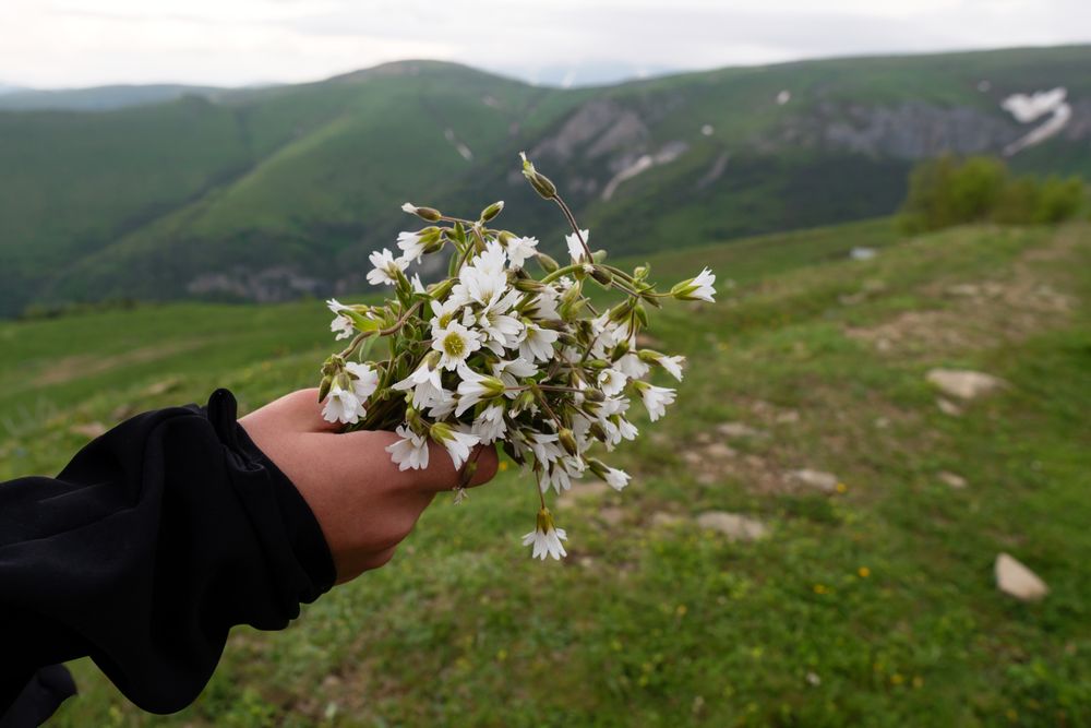 Hand holding bouquet of Cerastium alpinum