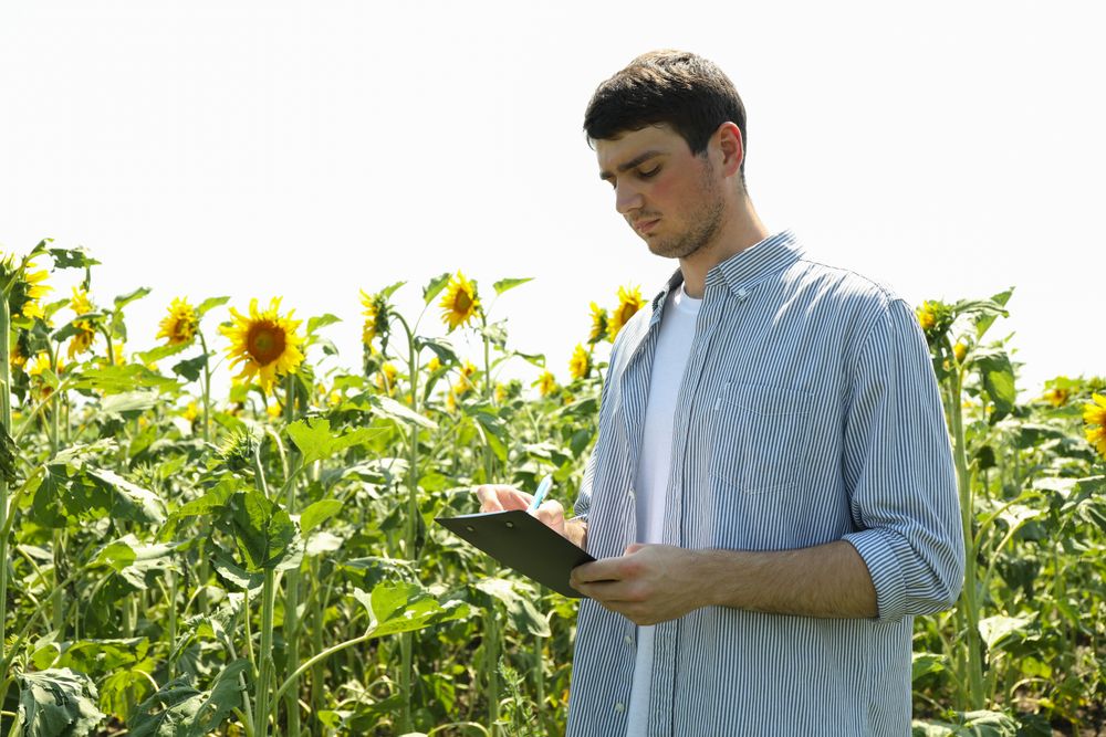 Man with clipboard in sunflower field. Agriculture business