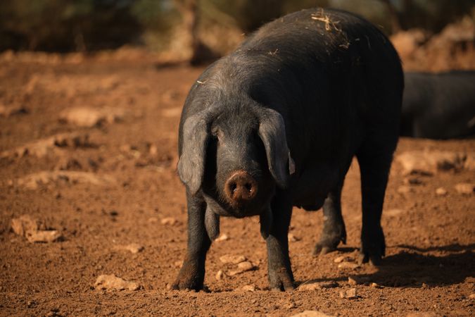 Cute pig walking on ground
