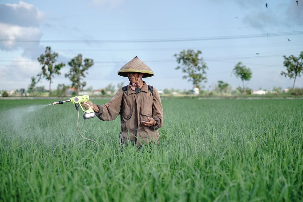 Front view of mature Asian farmer spraying rice green field