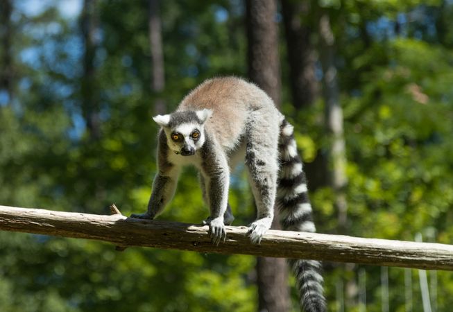 One of the star attractions at the the Duke Lemur Center in Durham, North Carolina