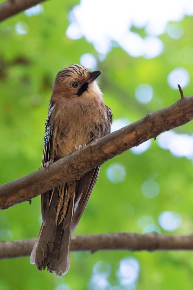 Eurasian jay bird on brown tree branch