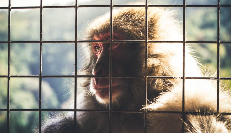 Monkey close up