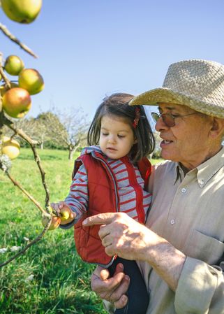 Older man holding little girl picking apples